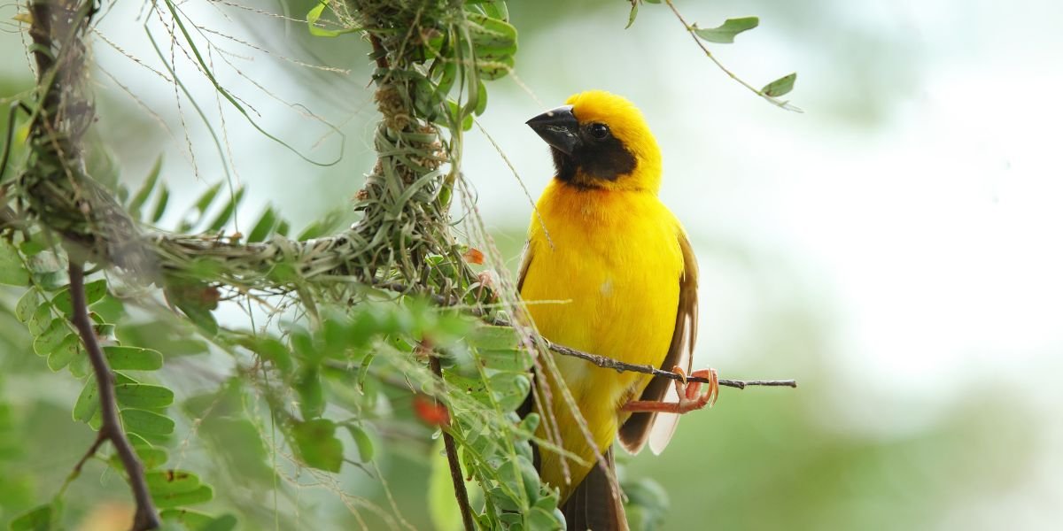 What Are the Benefits of Clicker Training for Birds? What Are the Benefits of Clicker Training for Birds?