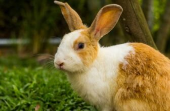 Why Does My Rabbit Thump Its Feet?