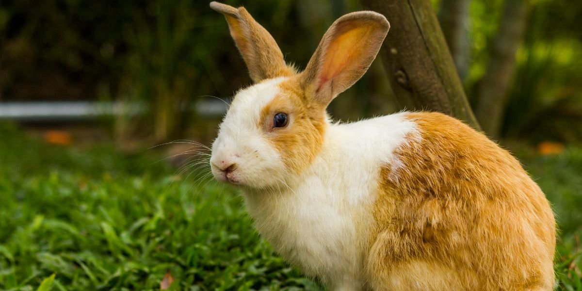 Why Does My Rabbit Thump Its Feet? Why Does My Rabbit Thump Its Feet?