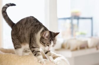 Why Does My Cat Knead Me?