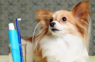 What Are the Signs of Dental Problems in Dogs?