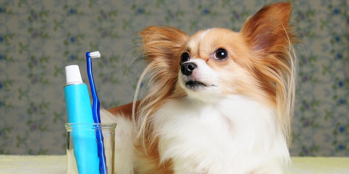 What Are the Signs of Dental Problems in Dogs?