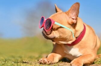 How Can I Keep My Dog Cool in the Summer Heat?