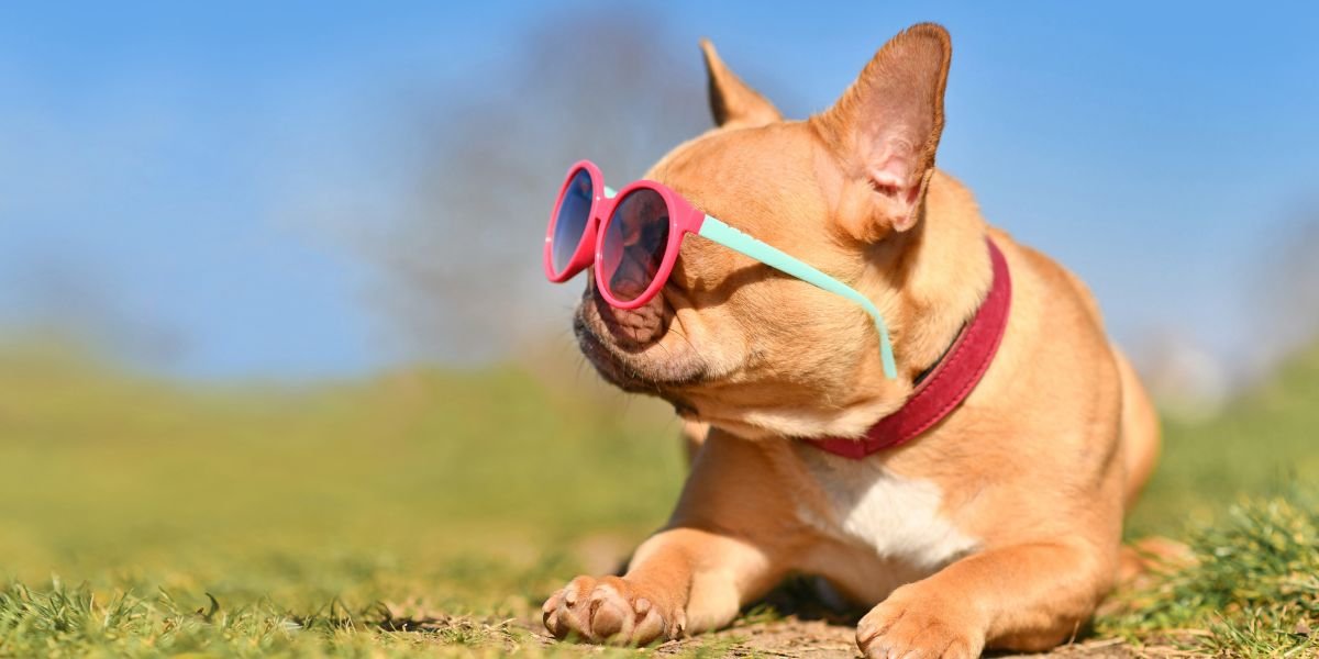 How Can I Keep My Dog Cool in the Summer Heat? How Can I Keep My Dog Cool in the Summer Heat?