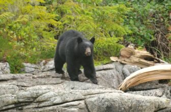 How Do I Stay Safe While Camping in Bear Country?