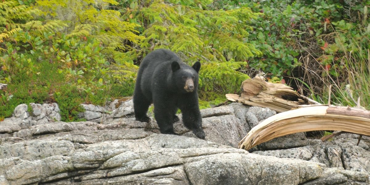 How Do I Stay Safe While Camping in Bear Country?