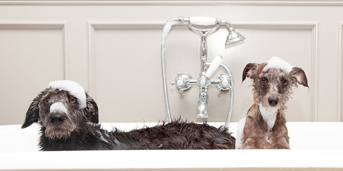How Often Should I Bathe My Pet?