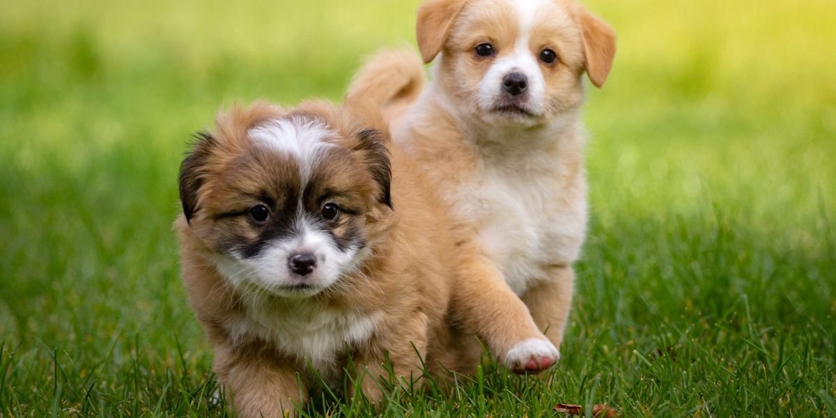 How Do I Introduce a New Puppy to My Older Dog?